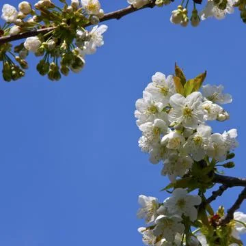 Cherryblossoms Stock Photos