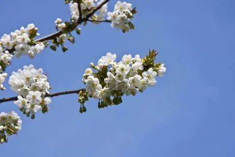 Cherryblossoms Stock Photos