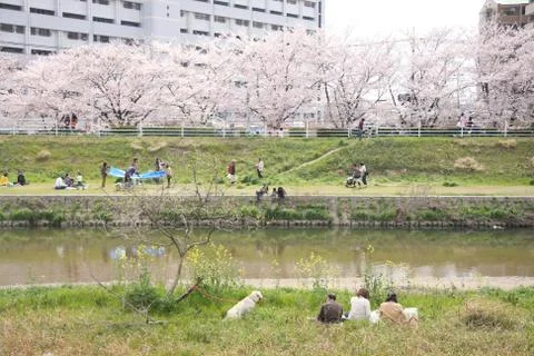 Cherryblossoms viewing at the river side Stock Photos