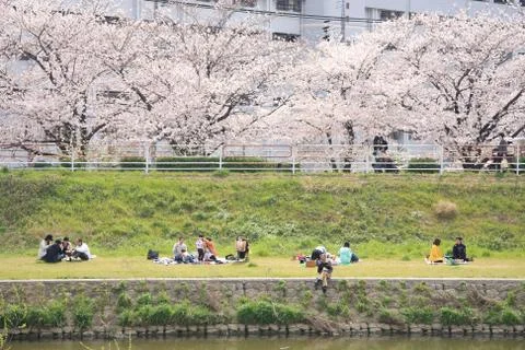 Cherryblossoms viewing at the river side Stock Photos