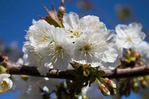 Cherry's flowers Stock Photos