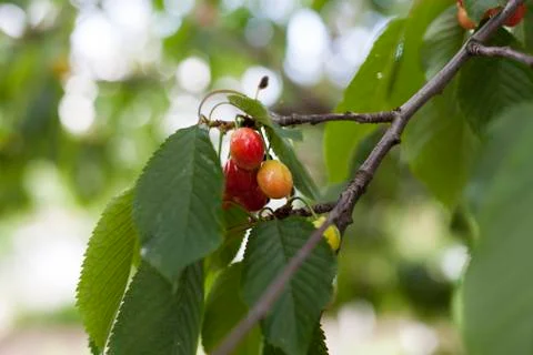 Cherrys Stock Photos