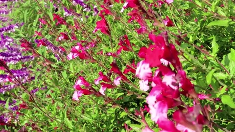 CherrySage Video stock 220560899