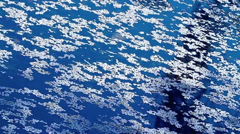 Cherry(sakura) petals floating on the surface of a pond. Video stock 37862837