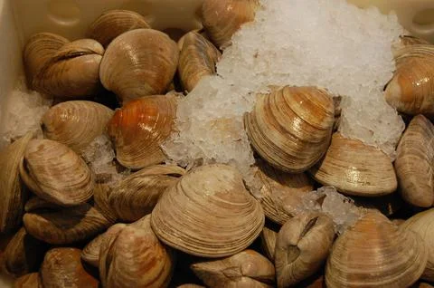 CherryStone Clams Stock Photos