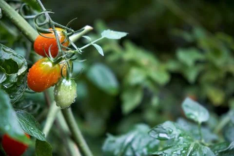 Cherry tomato Foto stock