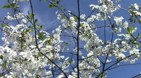 Cherrytree blossom against the sky Stock Footage 24695988