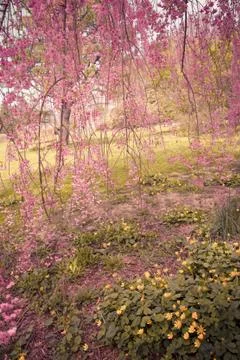 Cherrytree blossoms Stock Photos