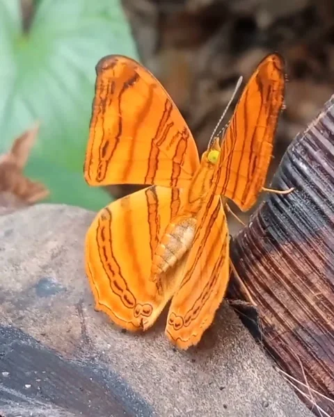 Chersonesia rahria Stock Footage 231398161