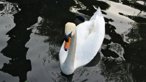 Chertsey on the Thames Stock-Fotos