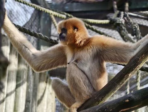 Cherubic monkey fixates on camera angle. Sweetfaced primate thoughtfully pe.. Foto stock
