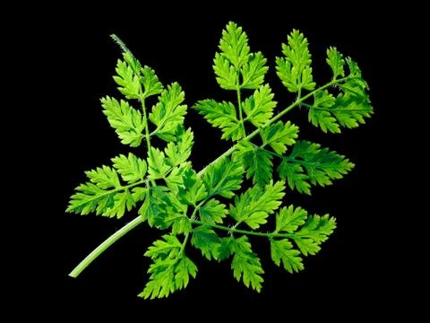 Chervil (Anthriscus cerefolium), paths Stock Photos