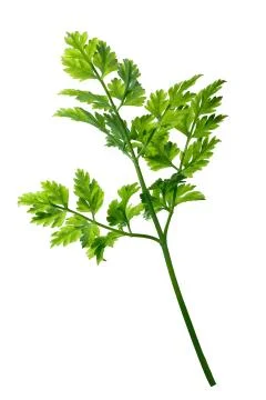 Chervil (Anthriscus cerefolium), paths Stock Photos