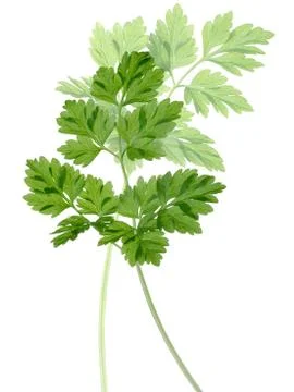 Chervil (Anthriscus cerefolium) Stock Photos