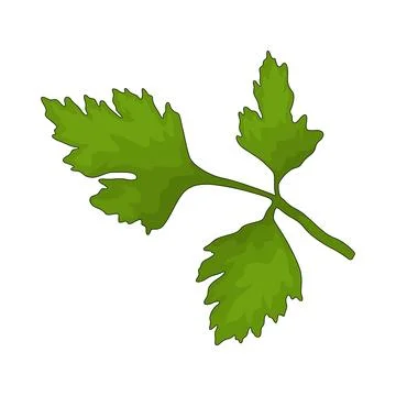Chervil illustration Stock Illustration
