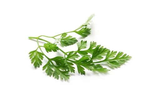 Chervil Stock Photos
