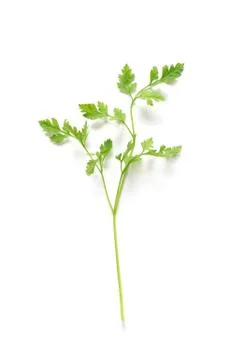 Chervil Foto stock