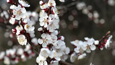 Chery flovers on the branch moving with wind on cloudy day Stock Footage 99754560