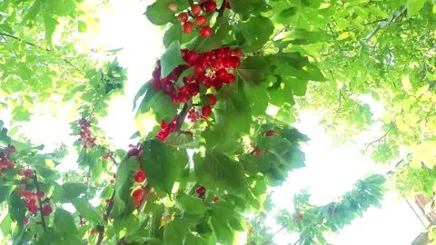 Chery tree and sunshine Stock Footage 197059768