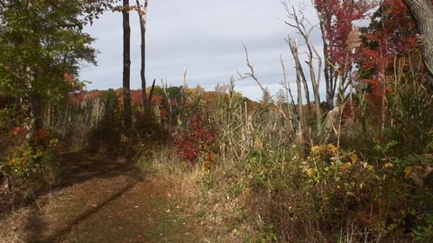 Chesapeake Bay Forest Path 库存影片 97709768