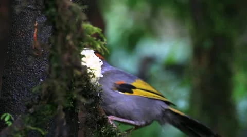 Chesnut-crowned laughingthrush at doi inthanon Stock Footage