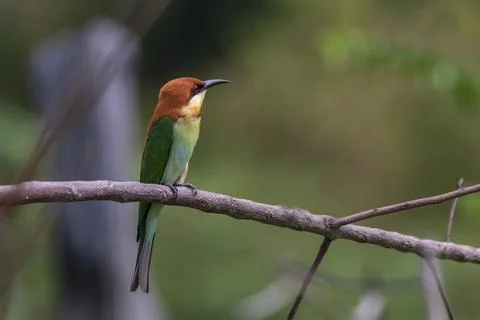 A chesnut-headed bee-eater in nature Stock Photos