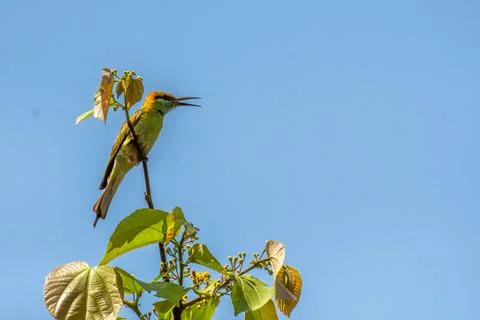 Chesnut-headed-Bee-eater-on-the-tree-in-forest 库存照片
