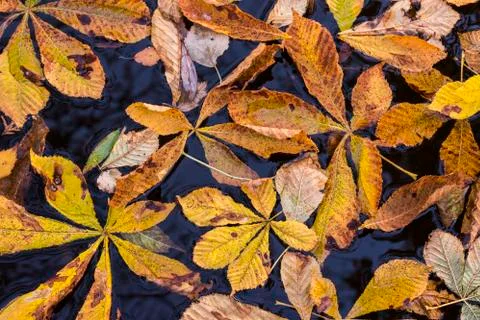 Chesnut Leafs in the Water Stock Photos