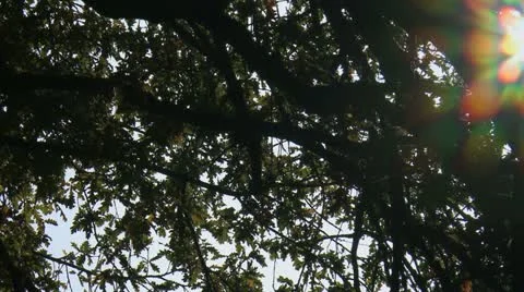 Chesnut Tree forest 1 Stock Footage 21369064