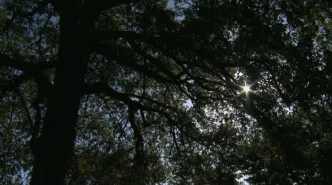 Chesnut Tree forest 2 Stock Footage 21369782