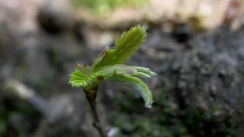 Chesnut Tree New Growth Stock Footage 129493520