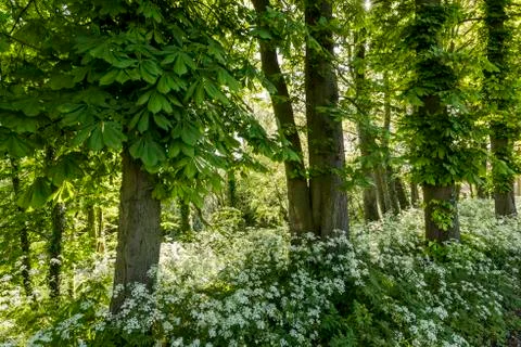 Chesnut Trees with Flut Herb Stock Photos