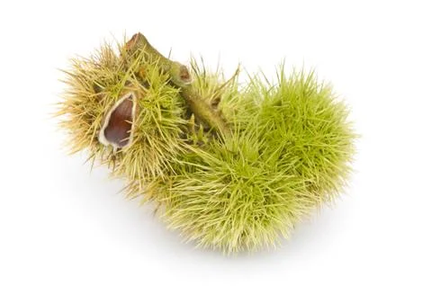 Chesnuts in shell Stock Photos