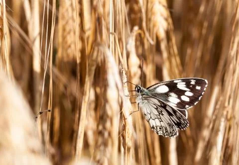 Chessboard in the cornfield Foto stock