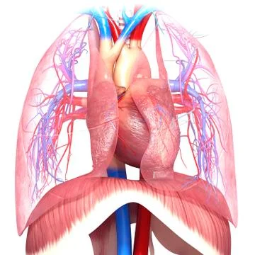 Chest anatomy; artwork Stock Illustration