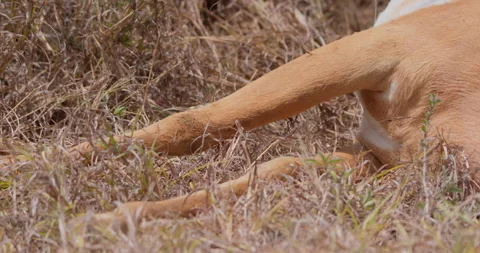 Chest and front legs of dead antelope in dry grass Stock Footage 314793501