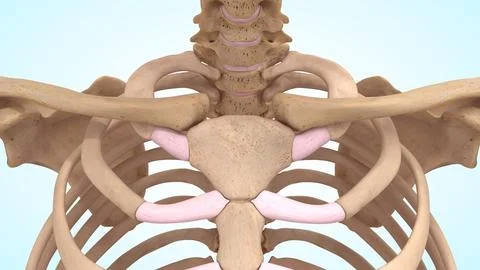 Chest bones of 3d illustration Illustrazione stock