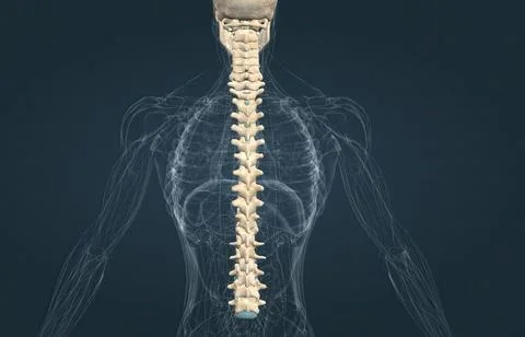 The chest, called the thorax, is the upper part of the body located between the Stock Illustration