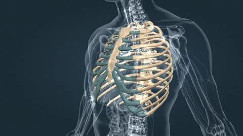 The chest, called the thorax, is the upper part of the body located between t Stock Illustration