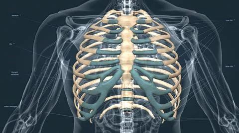 The chest, called the thorax, is the upper part of the body located between t Stock Illustration