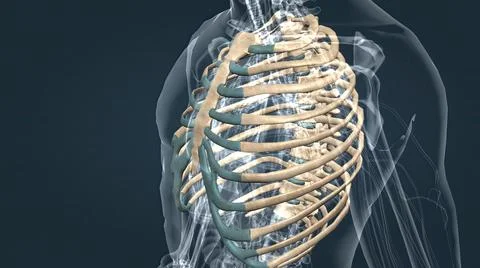 The chest, called the thorax, is the upper part of the body located between t Stock Illustration