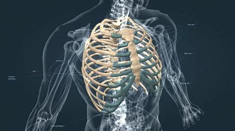 The chest, called the thorax, is the upper part of the body located between t Stock Illustration