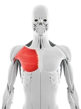 Chest muscle; artwork Stock Illustration