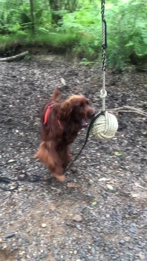 Chester playing with a swing Stock Footage 276508177