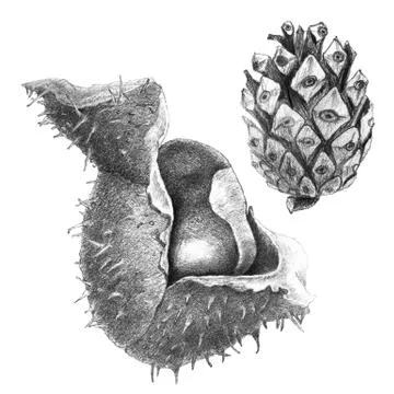 Chestnut and Pine Cone Stock Illustration