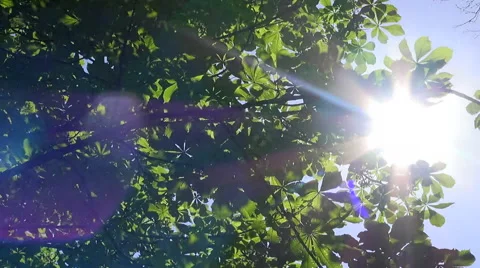 Chestnut and sun Stock Footage 51048951