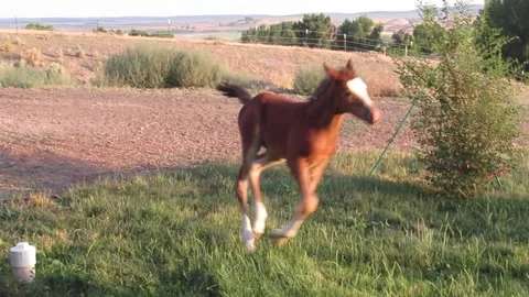 Chestnut Arabian foal playing, galloping and romping around yard in the evening Stock Footage 201896221
