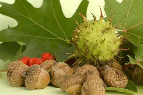 Chestnut &amp; ash-berry Stock Photos