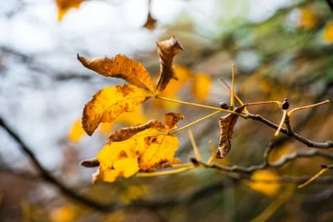 Chestnut in autumn Stock Photos
