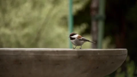 Chestnut-Backed Chickadee bird hopping around birdbath Stock Footage 268893807